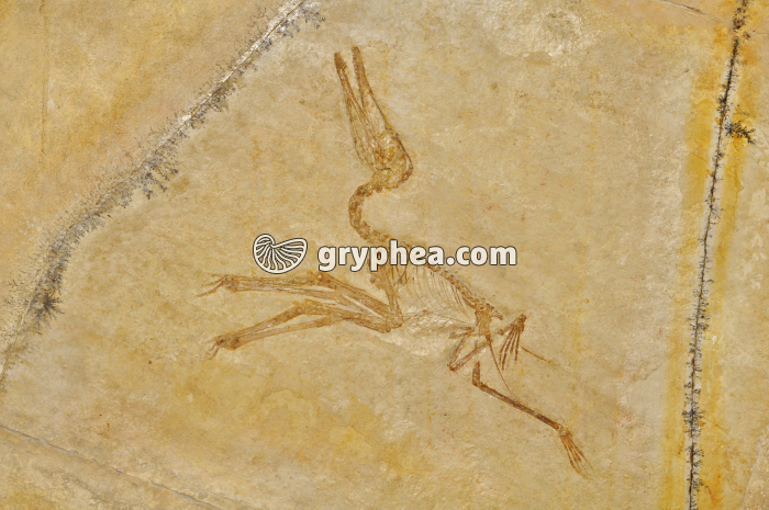 Pterodactyle MHNP - gryphea.org